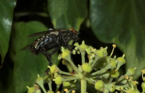Sarcophaga sp.